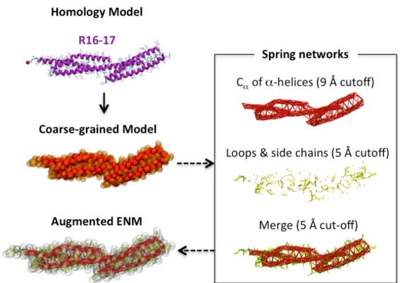 Figure 2A: Protocol for building a coarse-grained augmented Elastic Network Model  (aENM) of the R16-17 repeat fragment of dystrophin