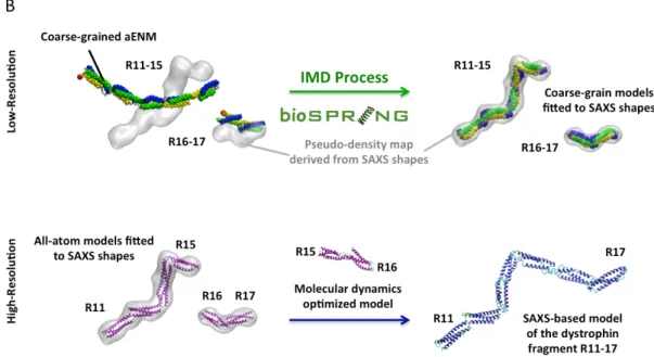 Figure 2B: (Top row) Schematic representation of BioSpring’s interactive molecular  dynamic processing of the R11-15 and R16-17 dystrophin fragments at  low-resolution