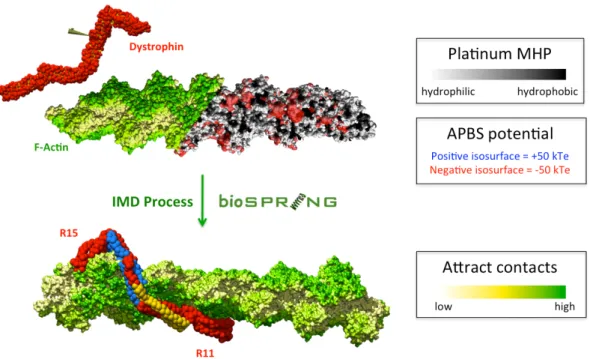 Figure 3: (Top) Starting point for Interactive Flexible Low-Resolution Docking. A  dystrophin fragment (R11-15) is modelled by aENM shown here as red van der  Waals spheres (coarse grain particles) and yellow sticks (springs)