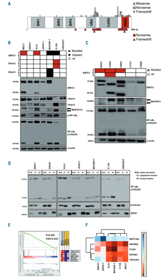 Figure  1.  The  non-canonical  nuclear factor-κB  pathway  is  active  in   BIRC3-mutated chronic lymphocytic leukemia cell  lines  and  primary  samples