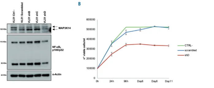Figure 2. Knockdown of MAP3K14 by RNA interference in VL51 cells. (A) Western blot analysis for MAP3K14 expression and for NF-κB 2 processing of p100 to p52.