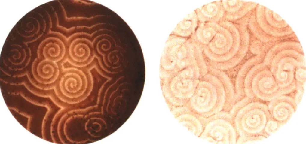Figure 1-8:  Pattern  formation  in the BZ reaction  (left image)  and  in  Dictyostelium Discoideum  slime  mold  (right  image)