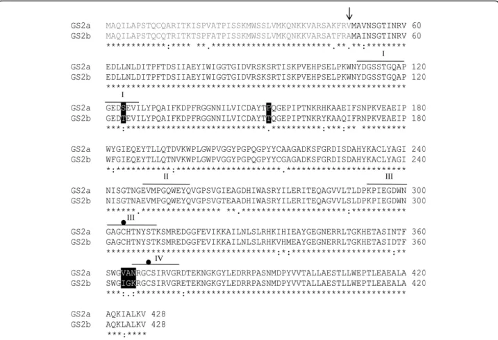 Figure 7 Clustal X alignment of GS2a and GS2b deduced amino acid sequences. Residues fully conserved (*), highly conserved (:), poorly conserved (.) and not conserved ()