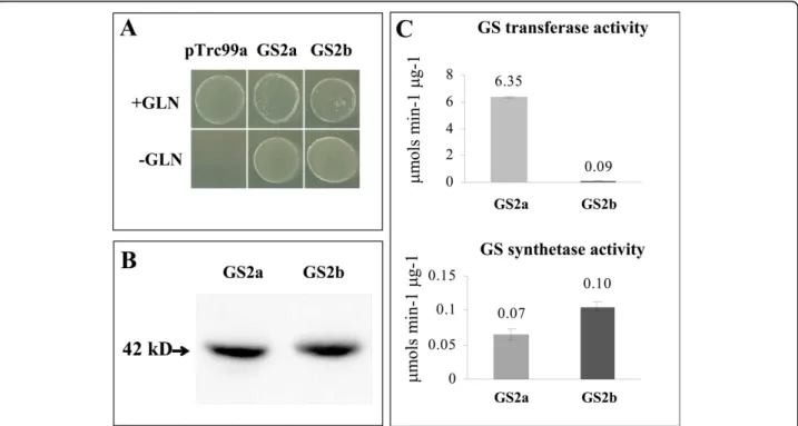 Figure 8 Analysis of the catalytic functionality of GS2b. A. Complementation analysis of an E