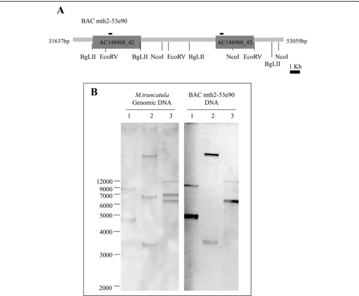 Figure 1 Southern blot analysis of GS2 genes in Medicago truncatula. A. Schematic representation of BAC mth2-53e90 indicating the position of MtGS2a (AC148968-43) and MtGS2b (AC 1448968-42) and the restriction sites relevant for the southern analysis