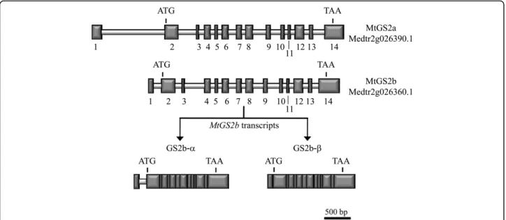 figure five in [28]) from M. truncatula is presented.