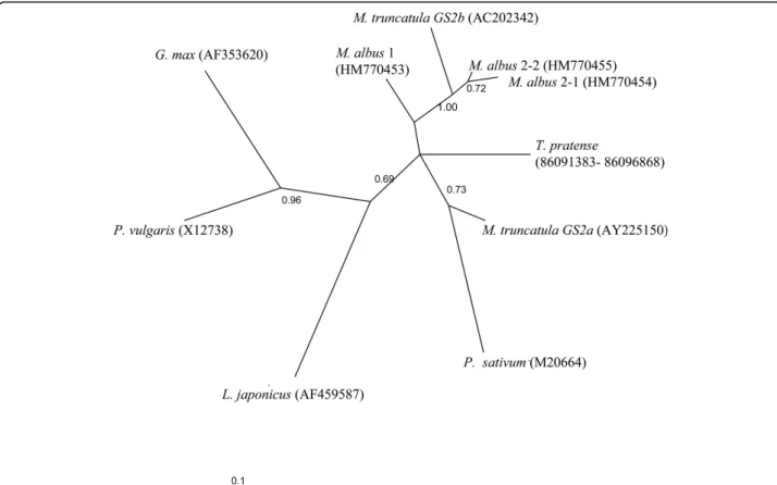Figure 3 Phylogenetic relationships of GS2 genes in relevant legume species. Bayesian unconstrained tree