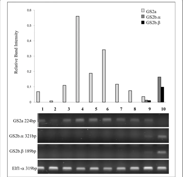 Figure 4 Semi-quantitative RT-PCR analysis of GS2 trancripts in different organs of the plant