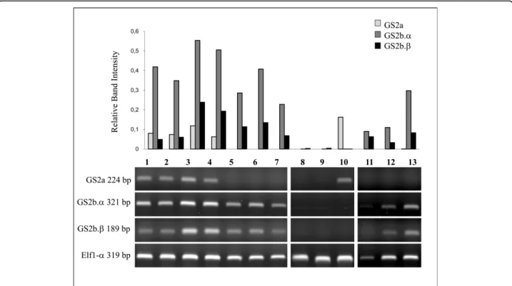 Figure 5 Semi-quantitative RT-PCR analysis of GS2 transcripts during seed development, seed imbibition and in major seed tissues.