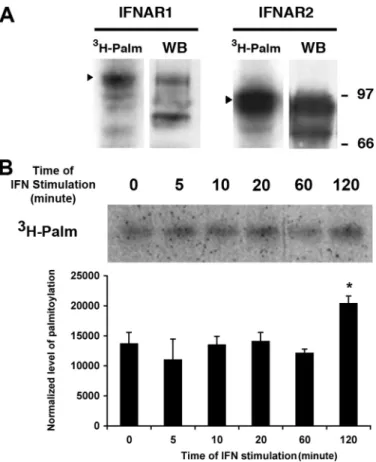 FIGURE 3. IFNAR1 is palmitoylated on cysteine 463. A, amino acid sequence of the 458 –507 part of the carboxyl-terminal cytoplasmic tail of human IFNAR1