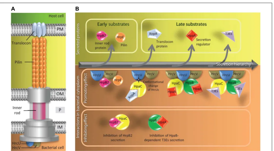 FIGURE 2 | Model of the control of type III secretion hierarchy in X.