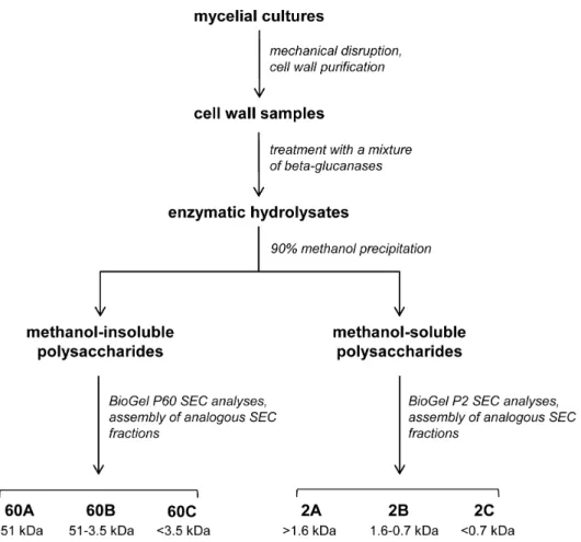 Table 2. Composition of glucan-chitosaccharide fractions obtained after size exclusion chromatography a .