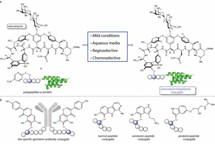 Figure 1. The conjugation of oxidized selenocysteine to electron-rich small molecules is a one-pot  chemoselective reaction for the covalent attachment of natural products and pharmaceuticals to  polypeptides and proteins.
