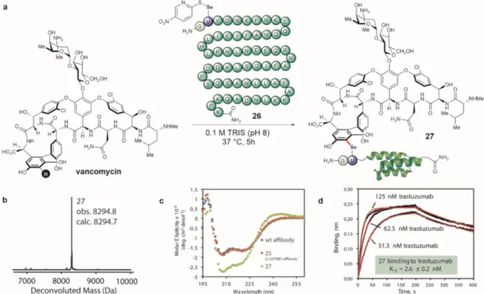 Figure 3. Conjugation of vancomycin to affibody generates conjugates with retained structure  and binding affinity.