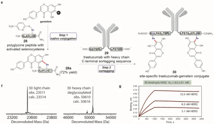 Figure 4. Conjugation of genistain to antibody leads to conjugates with retained target binding  affinity.