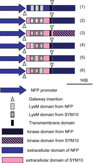 Figure 1. Schematic representation of the GatewayH constructs used. Schematic drawing of the genes obtained after ‘‘Multisite GatewayH ’’ LR recombination