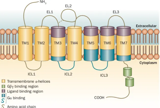 Table 1. Serotonin receptors and their signaling pathways :  
