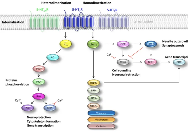 Figure 3: Schematic overview of Htr7 signalling pathways. (Adapted from Guseva et al., 2014) 