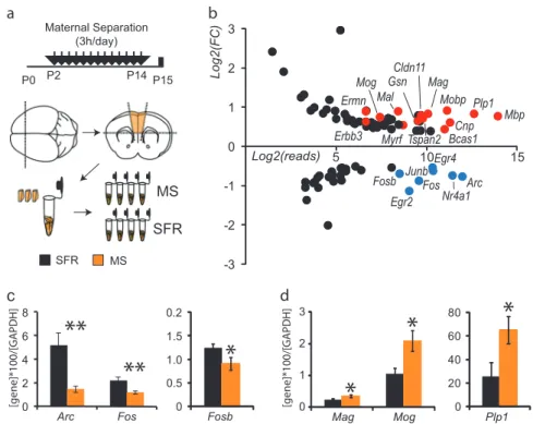 Fig. 1 Analysis of differentially expressed genes in the medial pre- pre-frontal cortex (mPFC) of P15 animals exposed to maternal separation highlights myelin ensheathment and immediate early genes