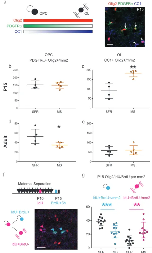 Fig. 2 Maternal separation induces precocious differentiation of oligodendrocytes in the developing medial prefrontal cortex (mPFC)