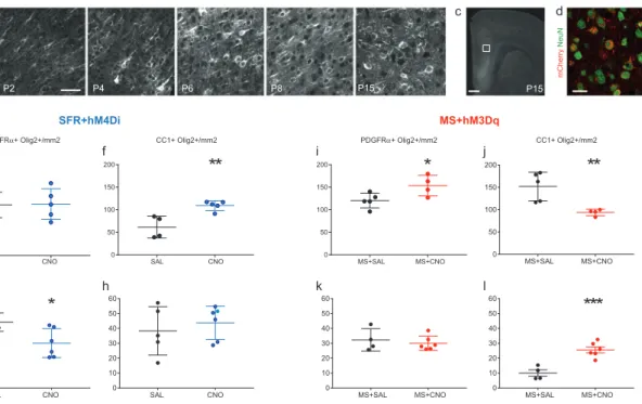 Fig. 3 Neuronal activity bi-directionally controls oligodendrocytes differentiation in the developing medial prefrontal cortex (mPFC)