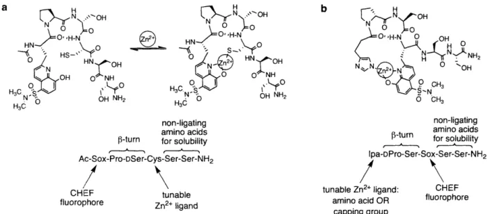Figure  3-5.  Schematic  representation  of  modular  Zn 2 + chemosensing  peptides.  To  tune  the  KD for  Zn 2+ ,  the  1-turn  sequence,  additional  Zn 2+ ligand,  and  the  ligand  arrangement  are  altered.