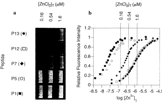 Figure  3-12.  Visual  representation of  the  range  of Zn 2+ affinities  of five  of the  chemosensing peptides
