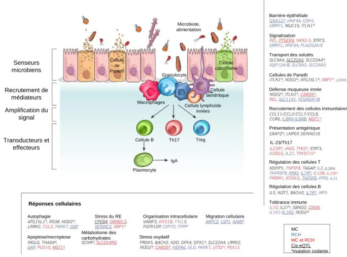 Figure 3 : Modèle des voies impliquées dans les MICI basées sur les études GWAS.