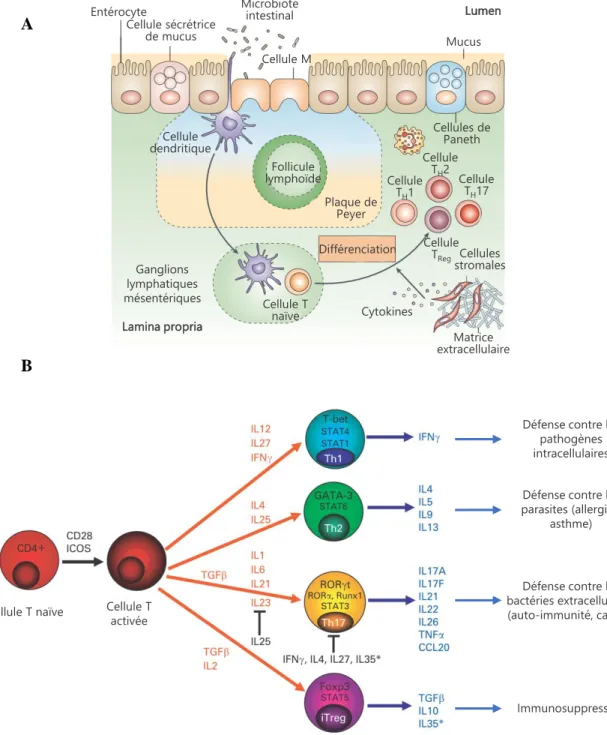 Figure 6 : Différenciation des lymphocytes T CD4 + et profil d’expression de cytokines.