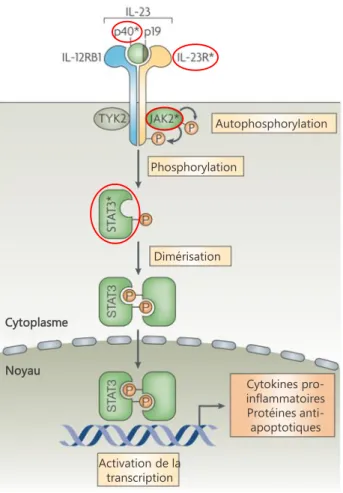 Figure 8 : Signalisation consécutive à l'activation du récepteur IL-23R conduisant à la production de cytokines pro-inflammatoires telles que l'IL-17.