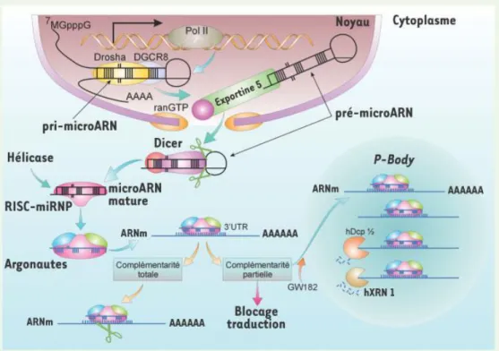 Figure 9 : Biogenèse et maturation des microARNs.