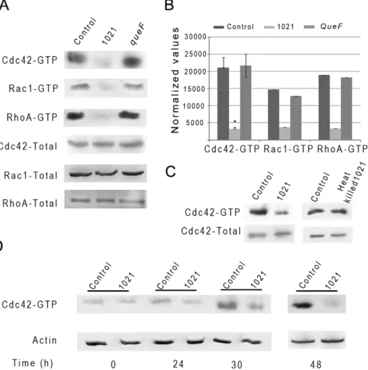 Figure 3. Determination of GTPases activation state in bacteria-treated HeLa cells. (A) Representative pull down assays of active Cdc42, Rac1 and RhoA GTPases at 48 hpi in non-inoculated- (control), S