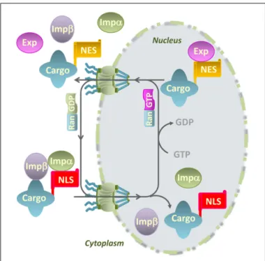 FIGURE 1 | Model for nucleocytoplasmic transport of macromolecules through the nuclear pore complex