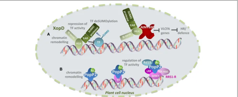Figure 4A). Consistent with its protein structure, XopD Xcv dis- dis-plays small ubiquitin-like modiﬁer (SUMO) protease (Canonne et al., 2010) and non-speciﬁc DNA-binding activities (Kim et al., 2008)
