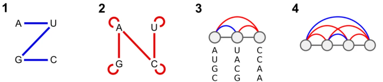 Figure 1: Graph representations for set B of compatible nucleotides pairs (1), and set B of incom- incom-patible nucleotides (2)