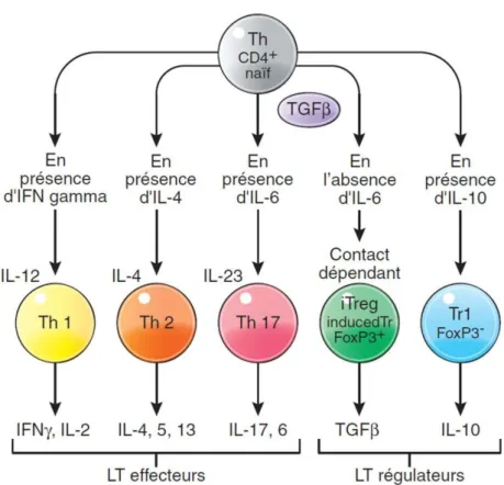 Figure 9 : La réponse adaptative des lymphocytes T 