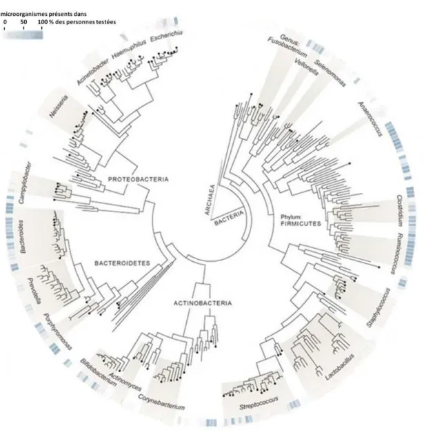 Figure 10 : Arbre phylogénétique des principales espèces bactériennes retrouvées dans le  microbiote intestinal