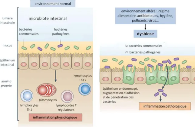 Figure 15 : Représentation des interactions entre le microbiote intestinal et l’hôte chez des 