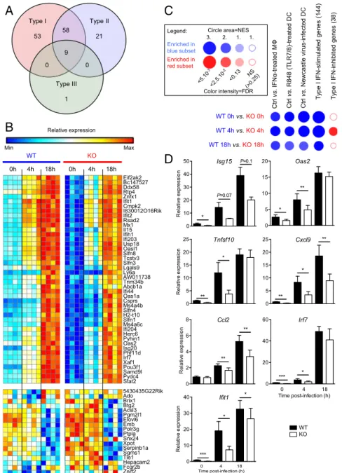 Fig. 1. DCIR expression results in sustained expression of ISGs in murine DCs. (A) Venn diagram of ISGs down-modulated in DCIR-deficient DCs, compared with in WT cells, at 0 or 4 h after M