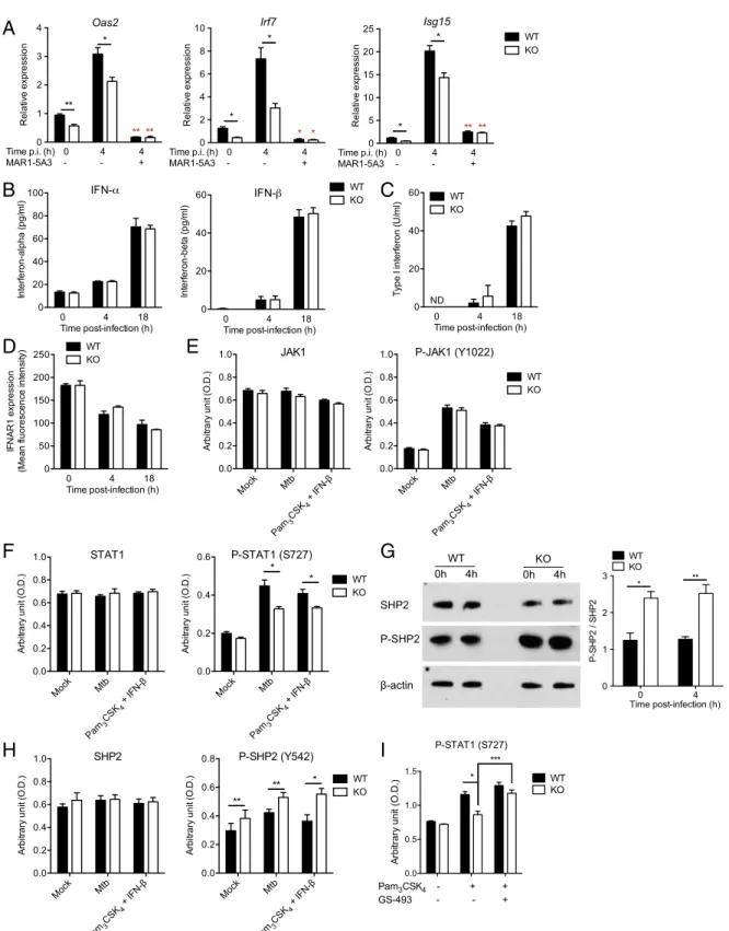 Fig. 2. DCIR expression leads to sustained type I IFN signaling in DCs. (A) Bone marrow-derived DCs from WT or KO mice were either left uninfected or infected (4 h) with M