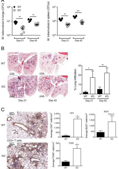 Fig. 3. DCIR expression results in impaired bacterial clearance and controls pathology in M