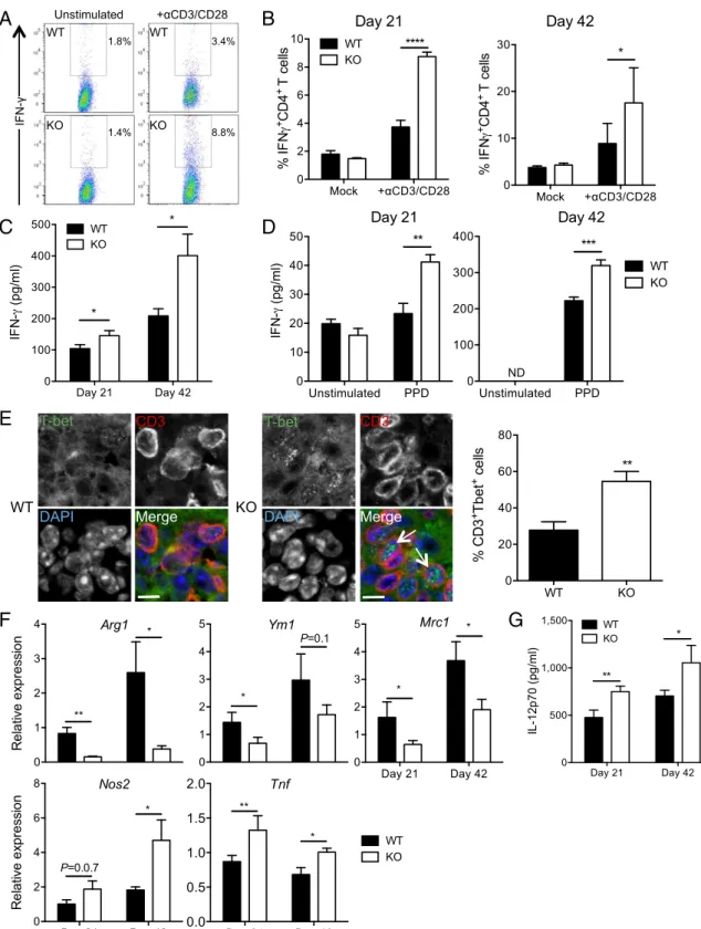 Fig. 4. DCIR expression leads to impaired Th1 immunity and M1-like macrophage polarization in M