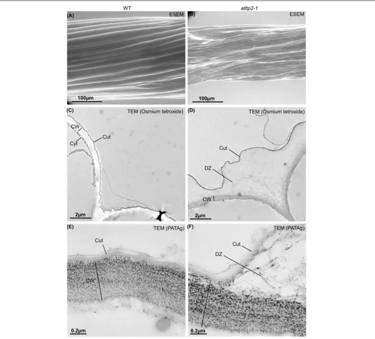 FIGURE 7 | Etiolated hypocotyls of atltp2-1 show dramatic surface and cuticle-cell wall interface defects