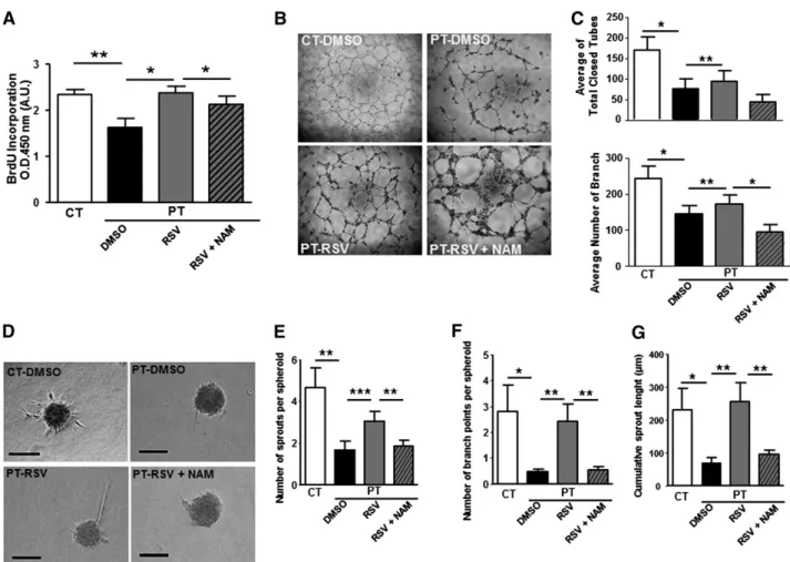 Figure 6. RSV restores proliferation and angiogenesis of PT-ECFC in vitro in a SIRT1-dependent manner