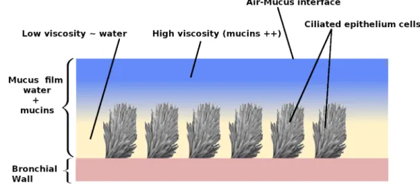 Figure 5.2: Sketch of the mucus flow on the bronchial wall: the non-homogeneous mucus, which exhibits a smooth transition between PCL and maturated mucus, is propelled by beating ciliated epithelium cells, from Chatelin and Poncet (2016).