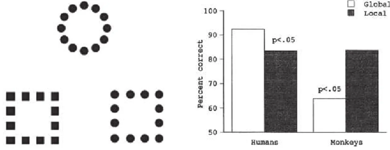 Figure 2:   Processing of the global / local stimulus structure in humans and baboons