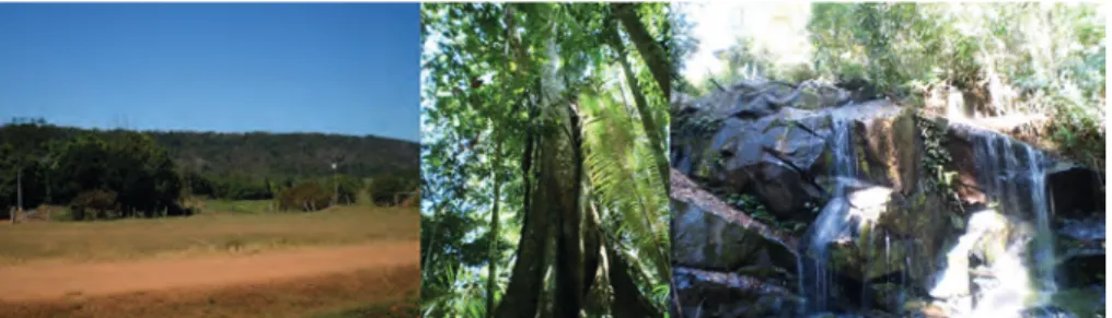 Figura 4: Fotomontagem com sequências do Bloco de Reserva Legal do  PA Margarida Alves: a floresta ao fundo, árvore selecionada para corte pelo 