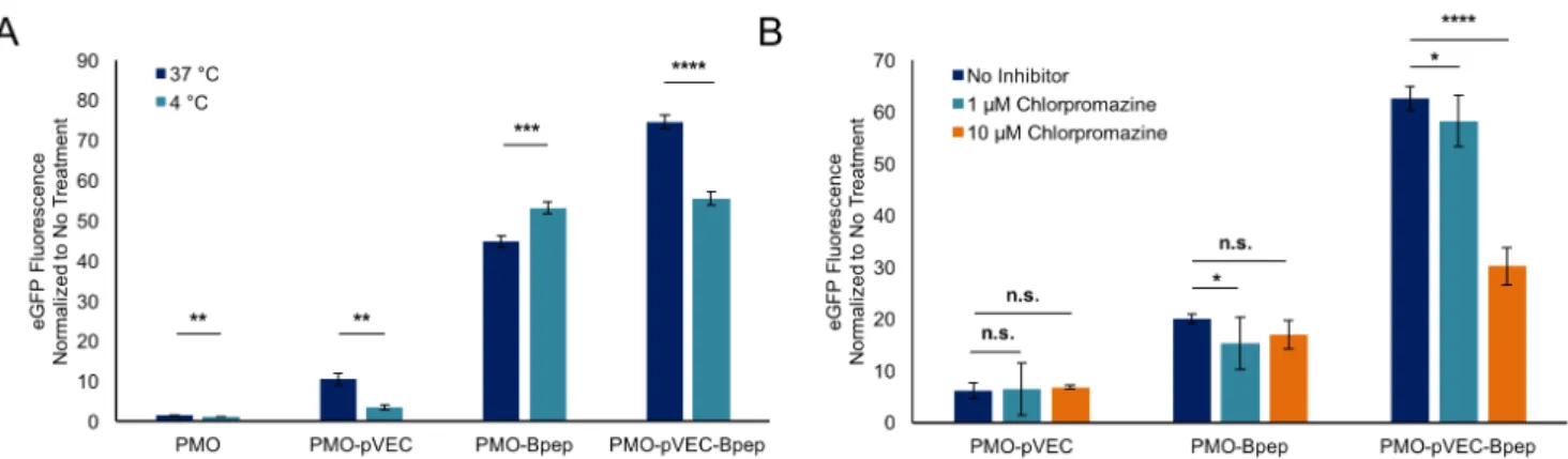Figure  4:  PMO-pVEC-Bpep  conjugate  undergoes  energy-dependent  uptake  via  a  route  distinct  from  the  PMO-CPPs