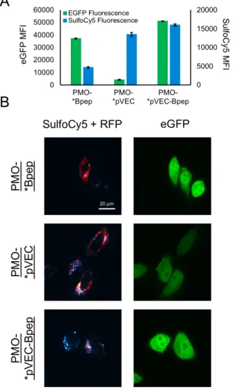 Figure 5: PMO-pVEC-Bpep exhibits high internalization and high exon skipping activity