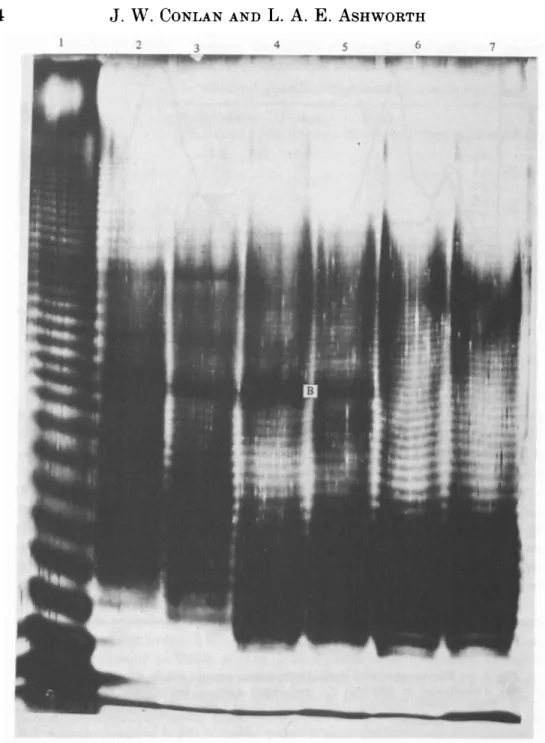 Fig. 2. SDS-PAGE analysis of serogroup antigen. Lanes were loaded with 125 fig LPS.